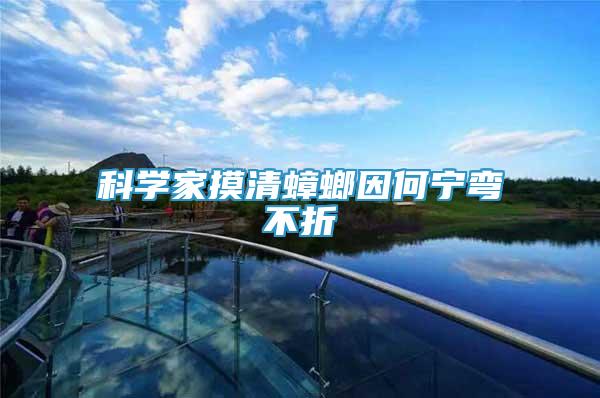 科學(xué)家摸清蟑螂因何寧彎不折