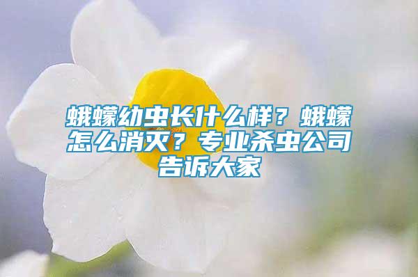 蛾蠓幼蟲長什么樣？蛾蠓怎么消滅？專業(yè)殺蟲公司告訴大家