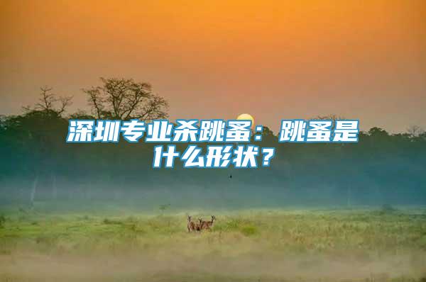 深圳專業(yè)殺跳蚤：跳蚤是什么形狀？