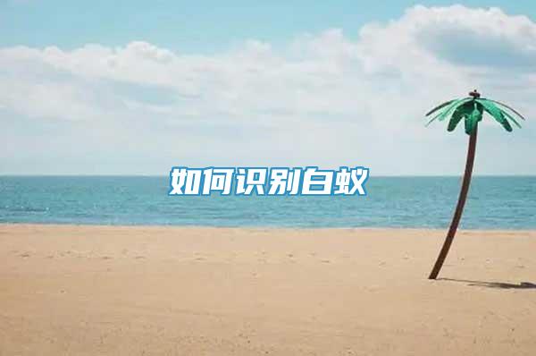 如何識(shí)別白蟻