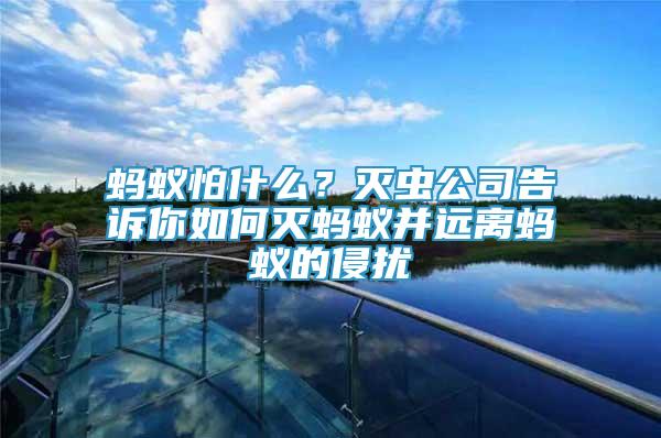 螞蟻怕什么？滅蟲公司告訴你如何滅螞蟻并遠(yuǎn)離螞蟻的侵?jǐn)_