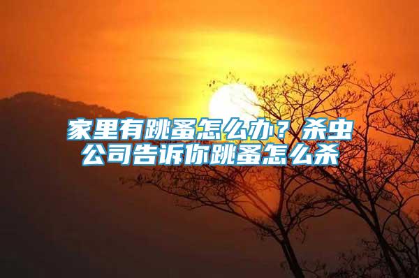 家里有跳蚤怎么辦？殺蟲公司告訴你跳蚤怎么殺