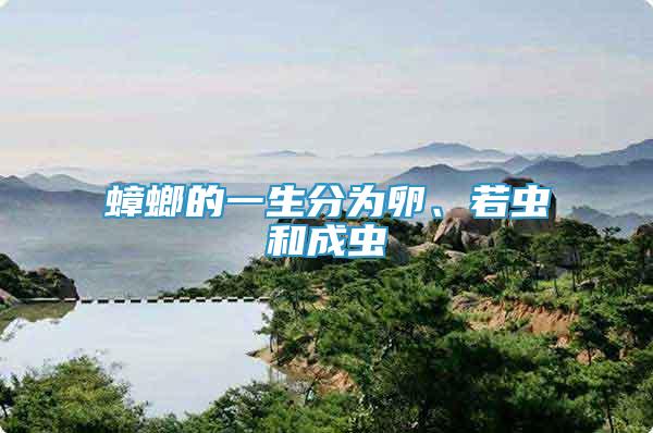 蟑螂的一生分為卵、若蟲和成蟲