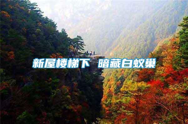 新屋樓梯下 暗藏白蟻巢