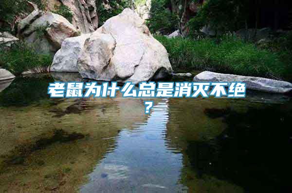 老鼠為什么總是消滅不絕？