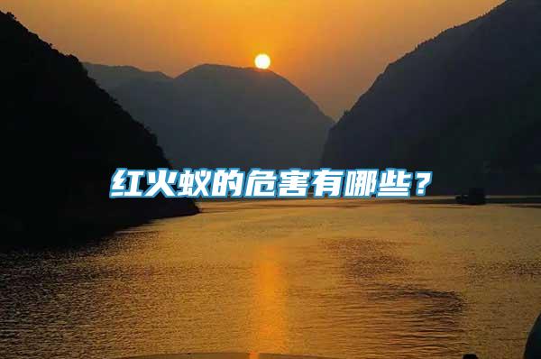 紅火蟻的危害有哪些？