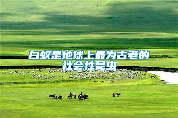 白蟻是地球上最為古老的社會(huì)性昆蟲(chóng)