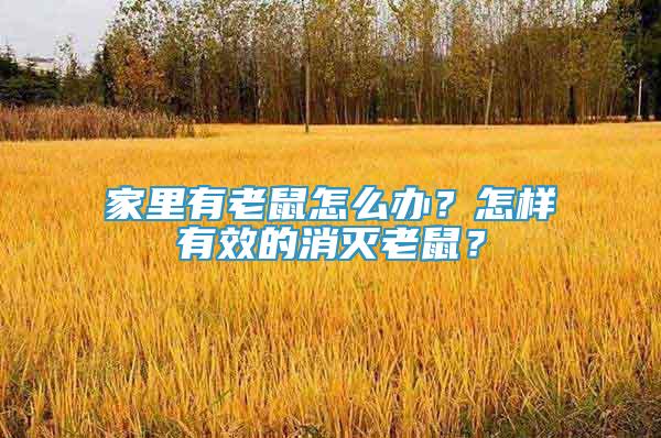 家里有老鼠怎么辦？怎樣有效的消滅老鼠？