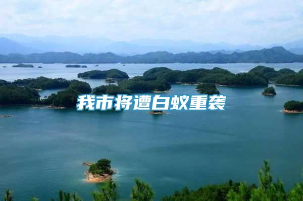我市將遭白蟻重襲