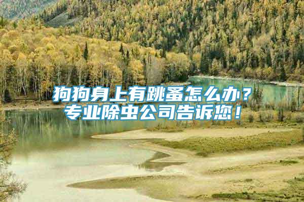 狗狗身上有跳蚤怎么辦？專業(yè)除蟲公司告訴您！