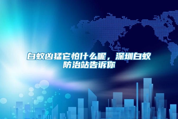 白蟻兇猛它怕什么呢，深圳白蟻防治站告訴你