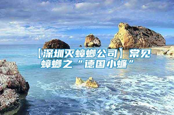 【深圳滅蟑螂公司】常見蟑螂之“德國小蠊”
