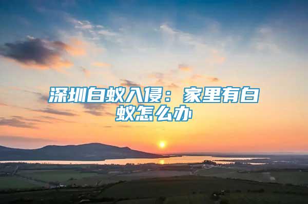 深圳白蟻入侵：家里有白蟻怎么辦