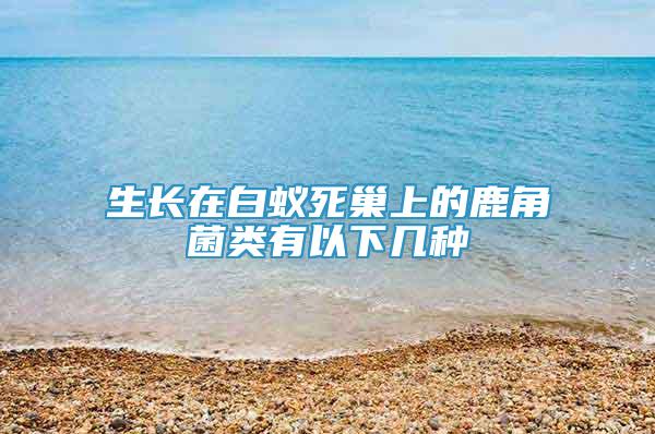 生長(zhǎng)在白蟻死巢上的鹿角菌類有以下幾種