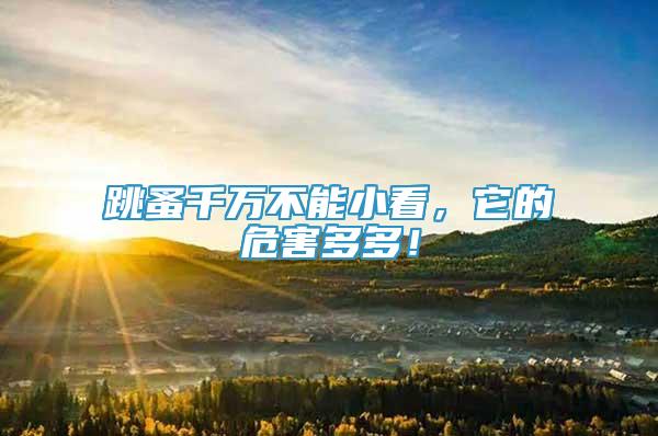 跳蚤千萬不能小看，它的危害多多！