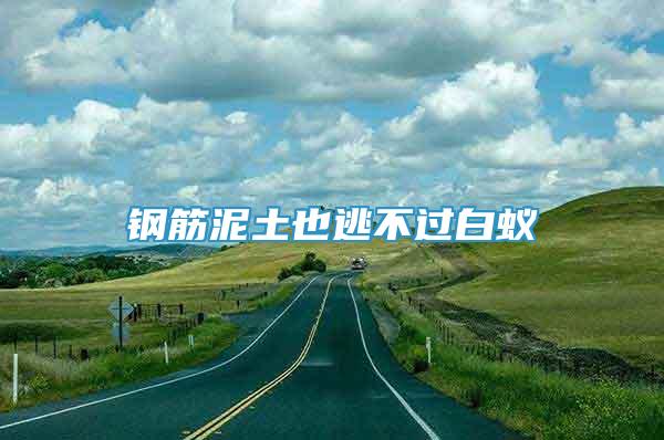 鋼筋泥土也逃不過白蟻