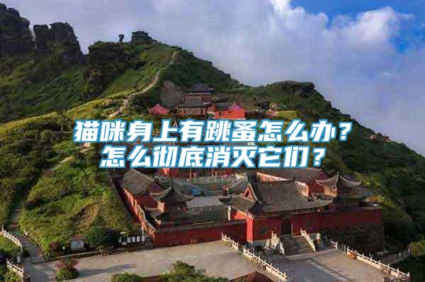 貓咪身上有跳蚤怎么辦？怎么徹底消滅它們？