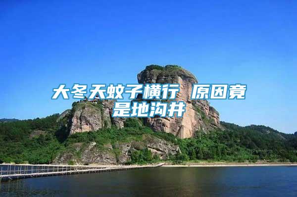大冬天蚊子橫行 原因竟是地溝井