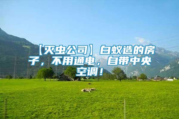 【滅蟲公司】白蟻造的房子，不用通電，自帶中央空調！