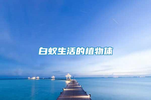 白蟻生活的植物體