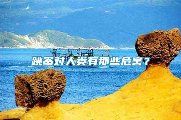 跳蚤對(duì)人類有那些危害？