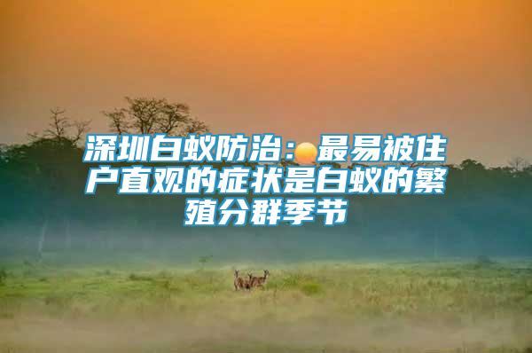 深圳白蟻防治：最易被住戶直觀的癥狀是白蟻的繁殖分群季節(jié)