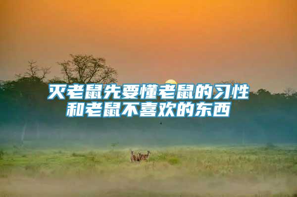 滅老鼠先要懂老鼠的習(xí)性和老鼠不喜歡的東西