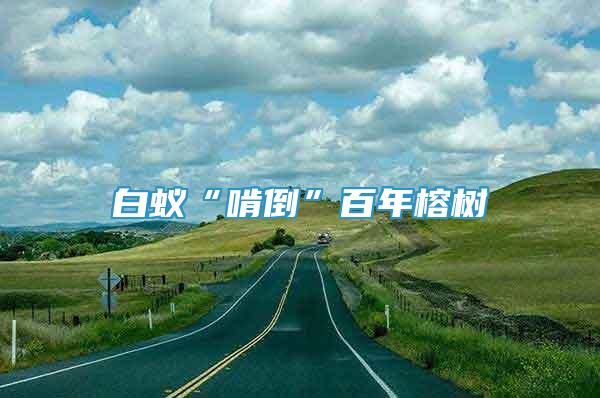 白蟻“啃倒”百年榕樹