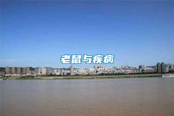 老鼠與疾病
