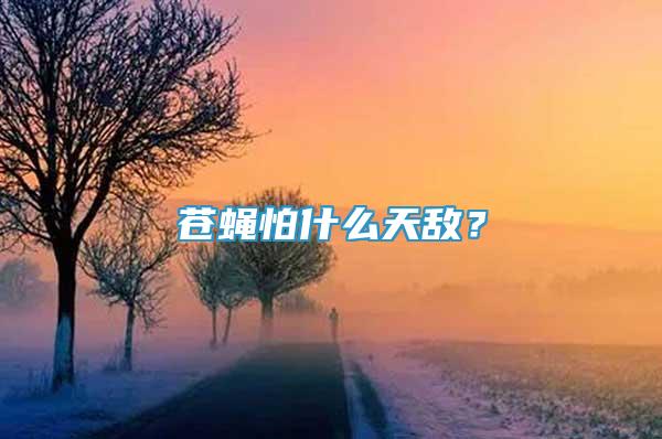 蒼蠅怕什么天敵？