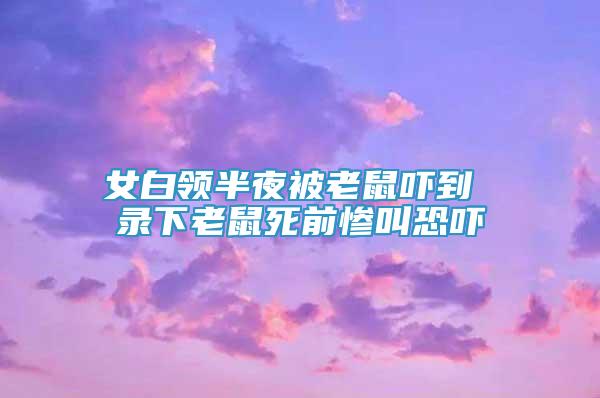 女白領(lǐng)半夜被老鼠嚇到 錄下老鼠死前慘叫恐嚇