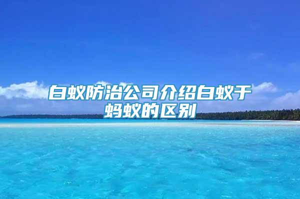 白蟻防治公司介紹白蟻于螞蟻的區(qū)別