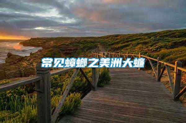 常見蟑螂之美洲大蠊