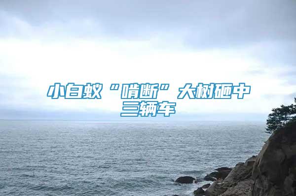小白蟻“啃斷”大樹砸中三輛車