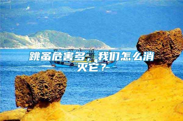 跳蚤危害多，我們怎么消滅它？