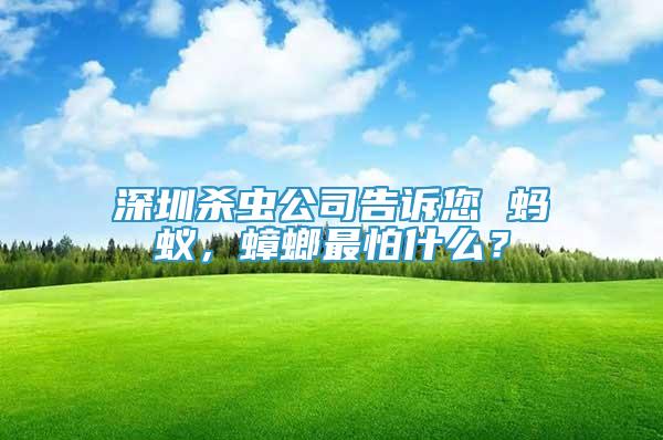 深圳殺蟲公司告訴您 螞蟻，蟑螂最怕什么？
