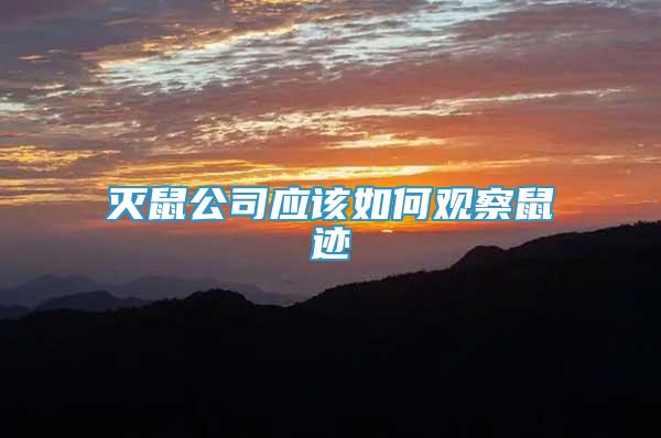 滅鼠公司應該如何觀察鼠跡