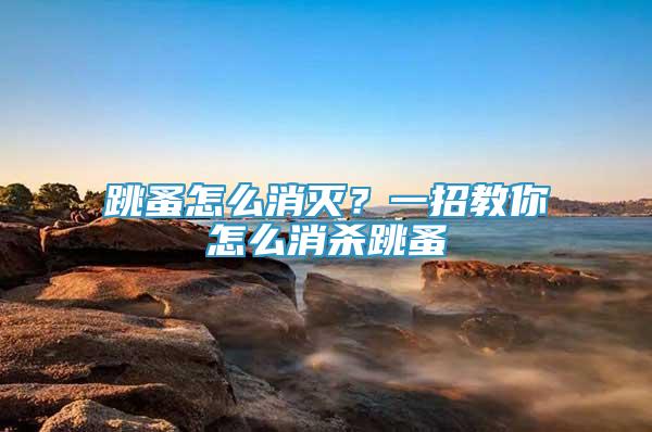 跳蚤怎么消滅？一招教你怎么消殺跳蚤