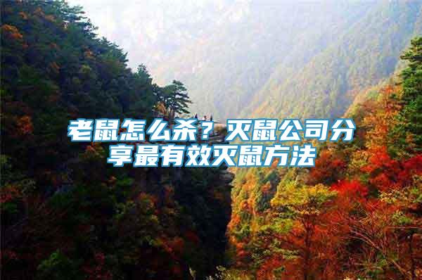老鼠怎么殺？滅鼠公司分享最有效滅鼠方法