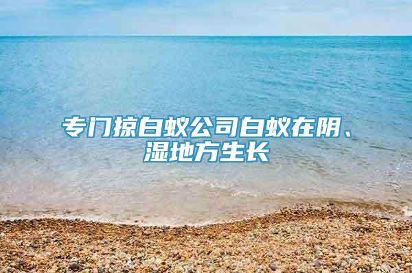 專門掠白蟻公司白蟻在陰、濕地方生長