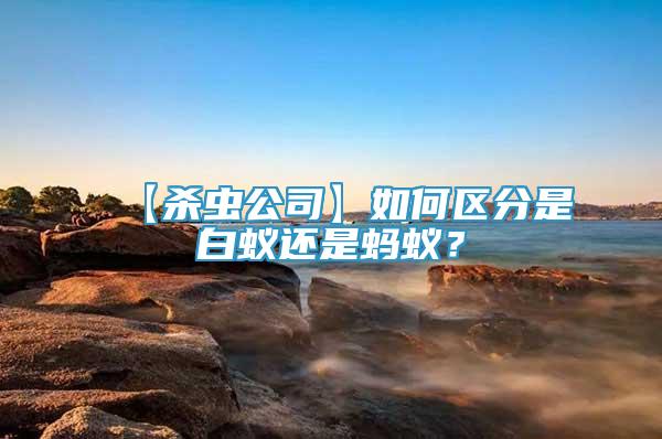 【殺蟲公司】如何區(qū)分是白蟻還是螞蟻？