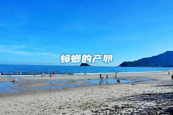 蟑螂的產(chǎn)卵