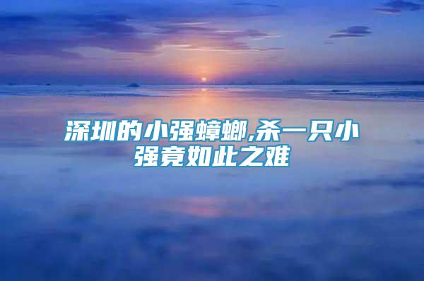 深圳的小強(qiáng)蟑螂,殺一只小強(qiáng)竟如此之難