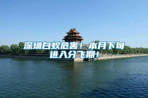深圳白蟻危害！本月下旬進入分飛期！