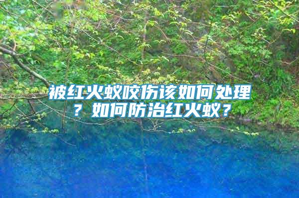 被紅火蟻咬傷該如何處理？如何防治紅火蟻？
