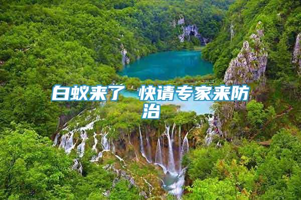白蟻來(lái)了 快請(qǐng)專家來(lái)防治