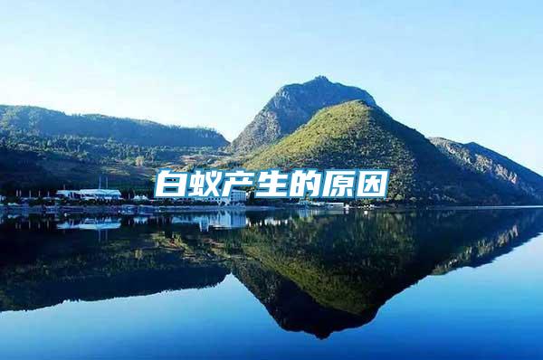 白蟻產(chǎn)生的原因