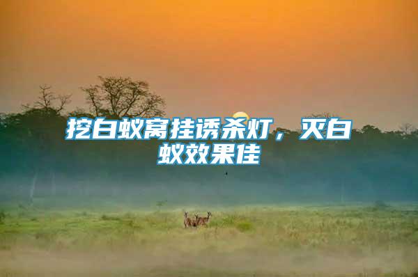 挖白蟻窩掛誘殺燈，滅白蟻效果佳