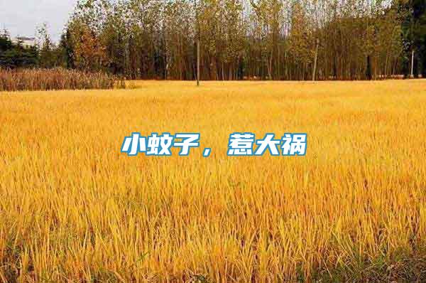 小蚊子，惹大禍