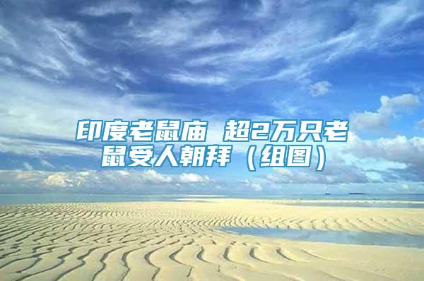 印度老鼠廟 超2萬只老鼠受人朝拜（組圖）